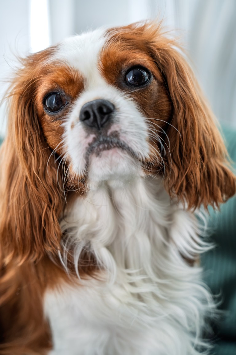 Nubu, a Cavalier with chestnut ears and a white blaze